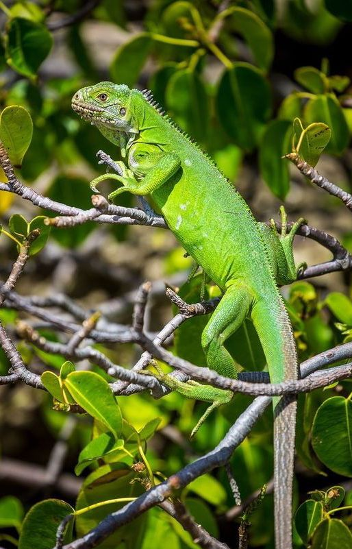 Jenis Iguana