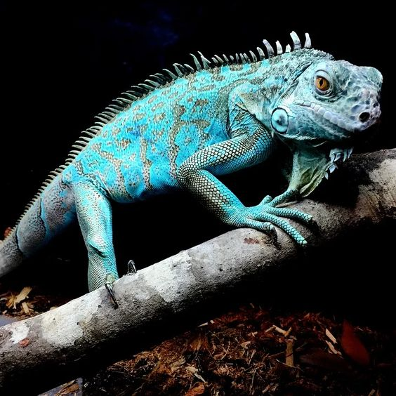 Jenis Iguana