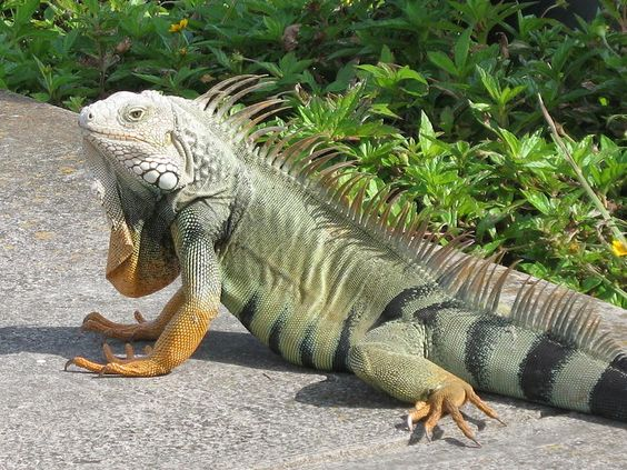 Jenis Iguana